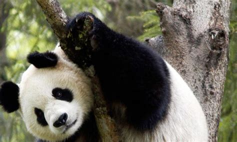 Why Pandas Are Going Extinct The Lasso