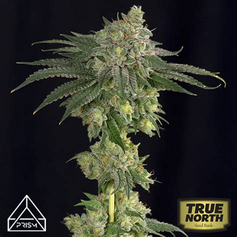 Gorilla Glue 4 X Zkittlez Feminized Seeds Prism Seeds