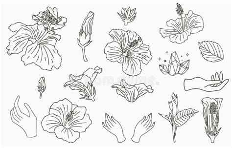 Coleção De Flores De Linha Ilustração Do Vetor Pinkvetor Hibiscus