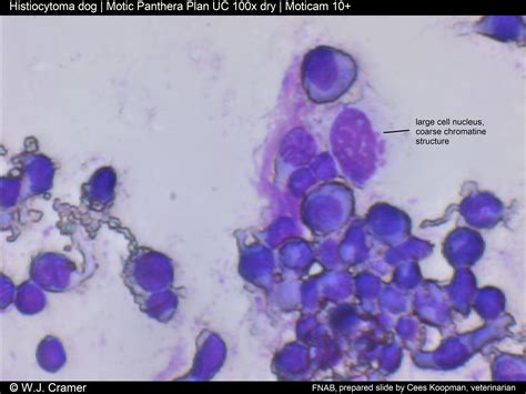 Motic Europe | Blog: Cutaneous Histiocytoma dog