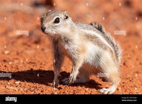 Ground Squirrel White Tailed Antelope Ground Squirrel Stock Photo Alamy