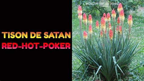 Tison De Satan Une Plante Diablement Belle Racine Satan The Creator