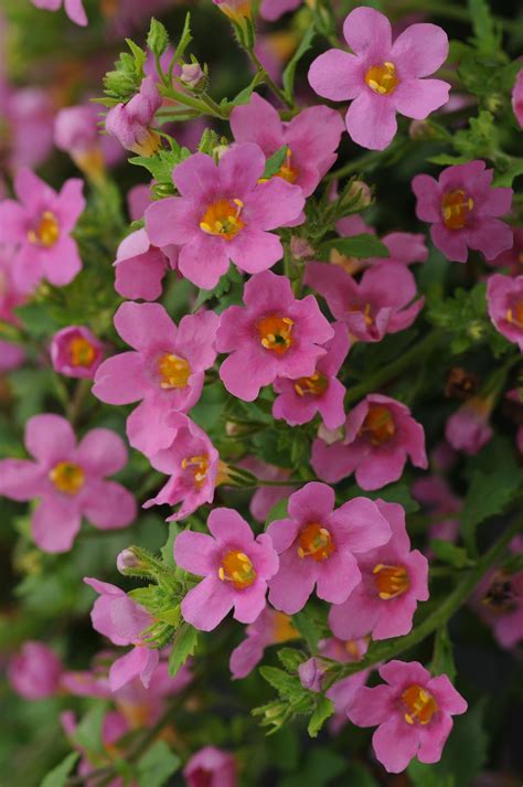 Bacopa Pink – Add a Soft Splash of Pink to Your Hanging Baskets