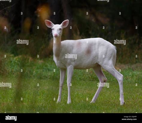 A Rare Herd Of Albino Whitetail Deer Roam The Woods In Boulder Junction