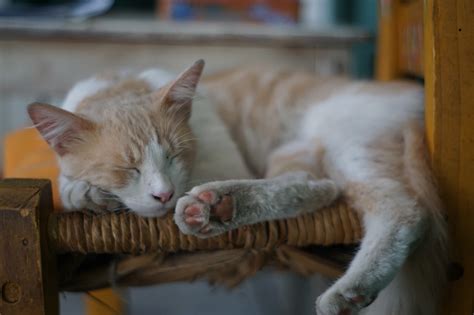 Cat Asleep Animals Free Photo On Pixabay Pixabay