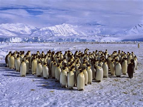 Fieggentrio: Pinguin.