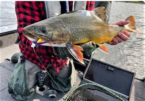 10 Brook Trout Facts Superior Country