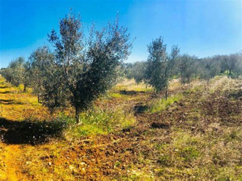 Terreno Agricolo Via Gioia Acquaviva Delle Fonti Rif