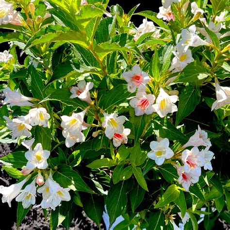 Sonic Bloom® Pearl Weigela - 3 gallon container – Lots of Plants