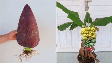 How To Grow Banana Tree From Banana Flower For Beginners Youtube