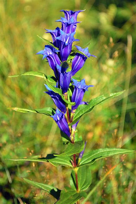 Gentiana asclepiadea – Ballyrobert Gardens