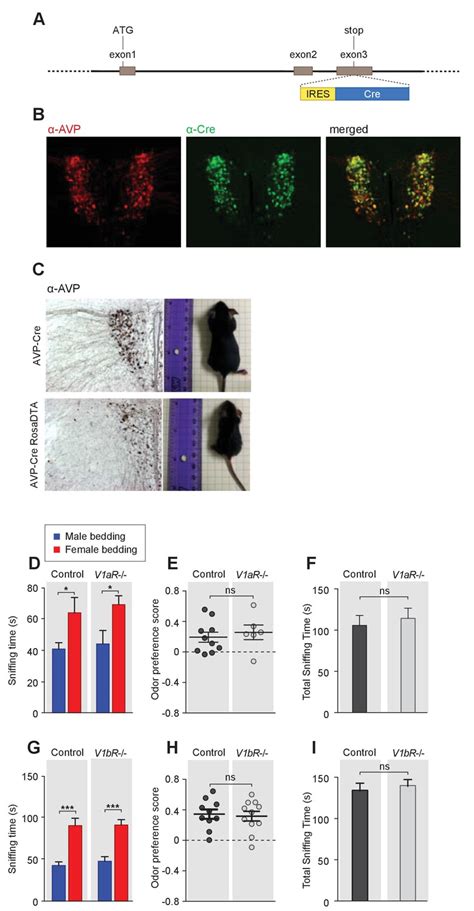 Figures And Data In Oxytocin Signaling In The Medial Amygdala Is Required For Sex Discrimination