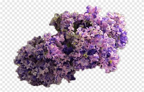 English Lavender Cut Flowers Purple Violet Png PNGEgg