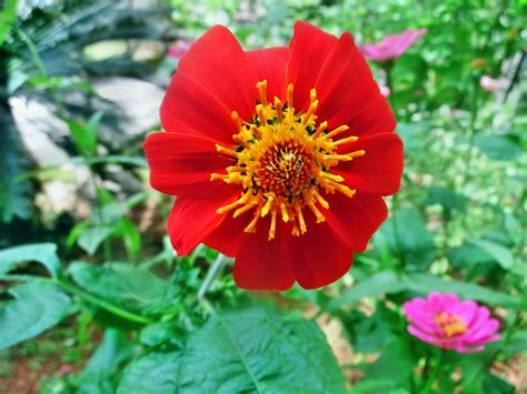 Mexican Sunflower Red - Free photo on Pixabay - Pixabay
