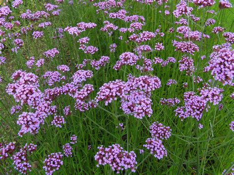 Verbena Perennial Seeds