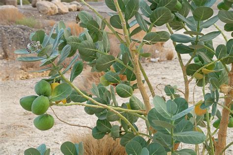 Calotropis Procera