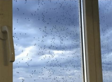 Почему фумигатор не помогает от моли в квартире — Центр дезинфекции Герадез