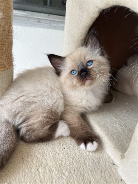 Male Seal Point Mitted Ragdoll Kitten Chocolate