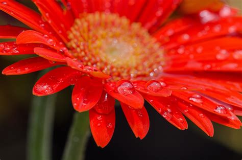 Fotos Gratis Fotografía Pétalo Florecer Rojo Flora De Cerca