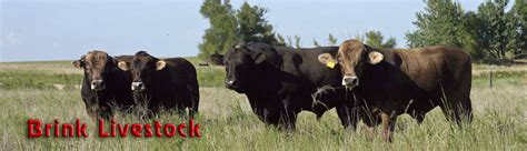 Brink Livestock Purebred Braunvieh Beef Cattle