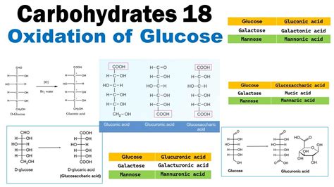 Carbohydrates Oxidation Of Monosaccharides Gluconic Acid