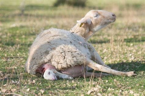 820+ Animals Giving Birth Pictures Stock Photos, Pictures & Royalty ...