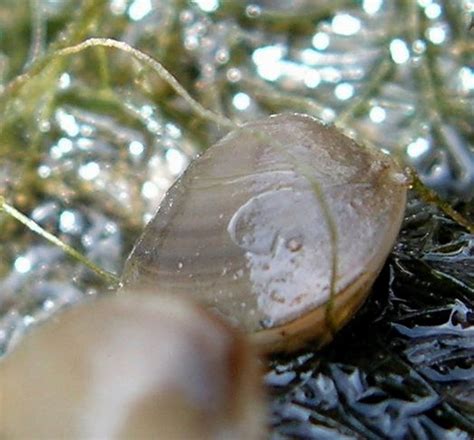 Sphaerium (Sphaerium) corneum (Linné, 1758)