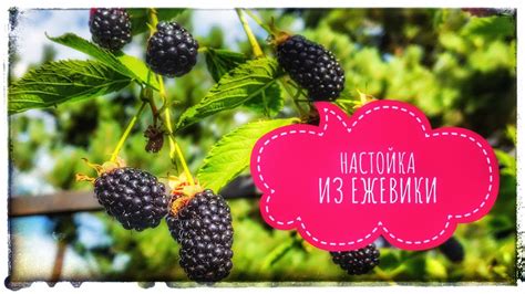 Один раз попробовал и делаю ее всегда! Рецепт ежевичной наливки ...