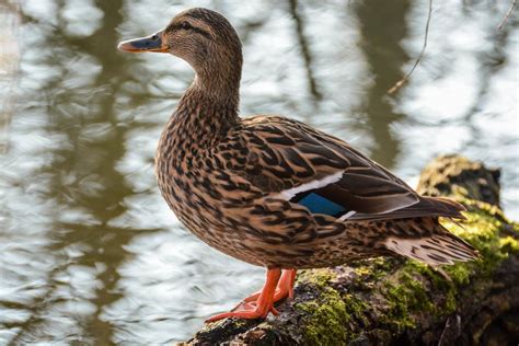 Mallard Duck - Facts, Habitat, Diet, Color, Lifespan & Pictures