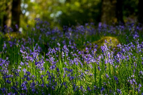 Holehird Gardens - Lakeland Horticultural Society - Lake District gardens