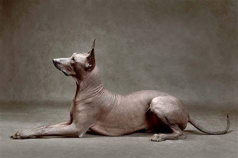 Xoloitzcuintle características cuidados alimentación y carácter