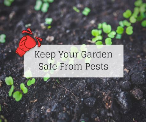 Are There Dead Bugs in Your Ceiling Light Fixtures? - Knockout Pest Control