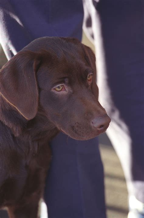 Free photo: Brown Dog - Animal, Brown, Dog - Free Download - Jooinn