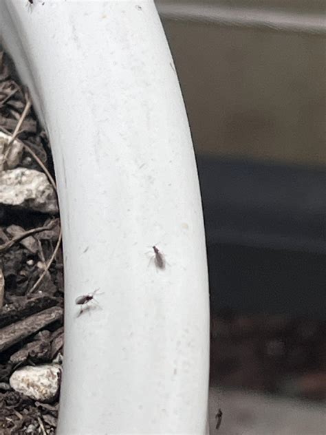 What are these bugs & should I be worried? : r/gardening