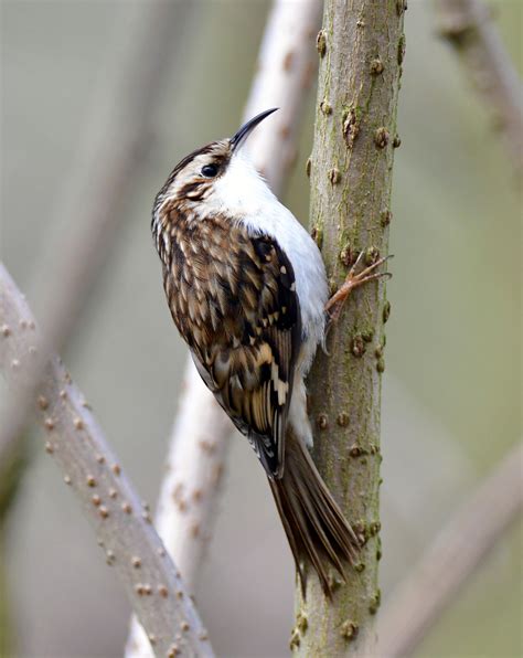 Eurasian Treecreeper By Michael Neate Birdguides