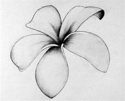 Frangipani By Katiaroza On Deviantart
