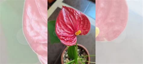 Антуриум купить в Самаре | Товары для дома и дачи | Авито