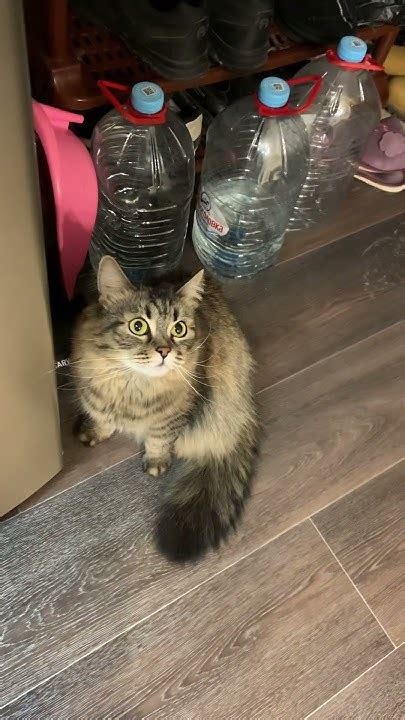 😼😽😸Джина-мама сибирская,папа Майн-кун(кошка у родственников в Рязани)# ...