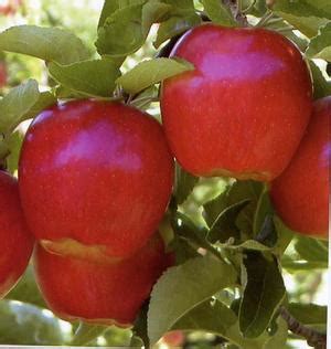 Malus domestica 'Ambrosia' Ambrosia Apple from Grandpa's Orchard