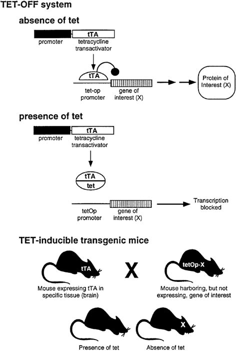 Using Knockout And Transgenic Mice To Study Physiology And Behavior