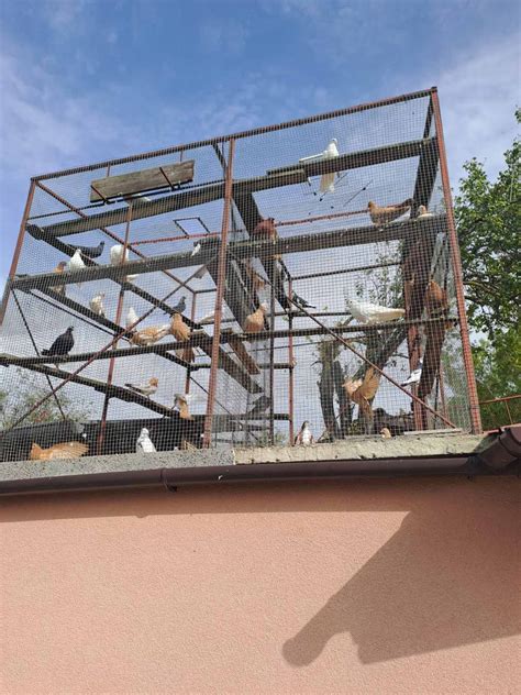 Гълъби на ниски цени с. Дебелт • OLX.bg