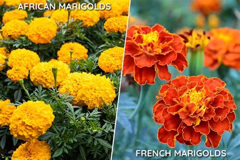 Are My Marigolds Perennial Or Annual Breakdown By Type