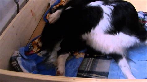 Dayla Border Collie Give Birth To 4 Puppies Youtube