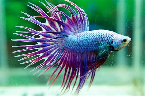 Crowntail Dragon Betta