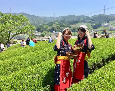 Summer Tea Hand Picking And Hand Rolling Event Kyoto Obubu Tea Farms