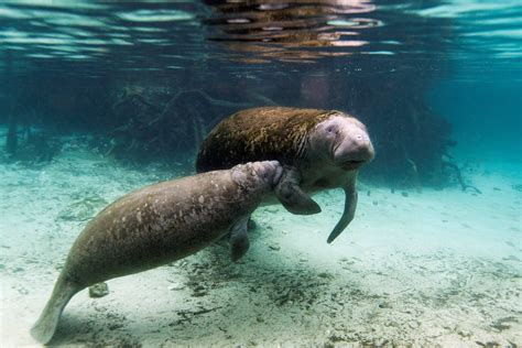 What is a manatee? | The US Sun