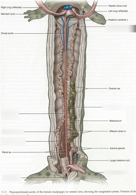 Mudpuppy Female Diagram | Quizlet