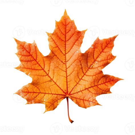 Orange Maple Leaf Isolated On Transparent Background Created With