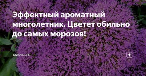 Эффектный ароматный многолетник. Цветет обильно до самых морозов ...