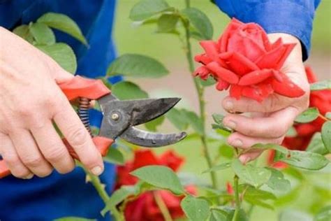 Cómo Plantar Y Cultivar Rosas Buena Granja